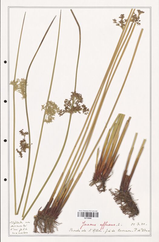 Juncus effusus  (Juncaceae)