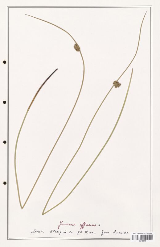 Juncus effusus  (Juncaceae)