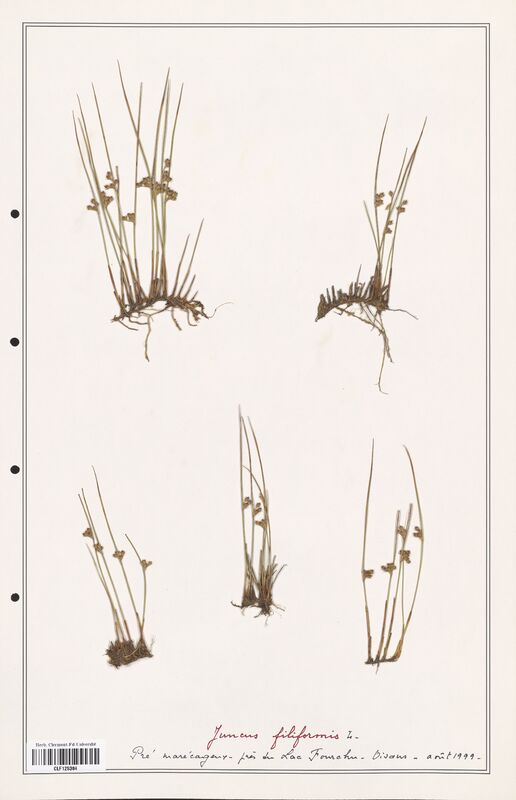 Juncus filiformis  (Juncaceae)