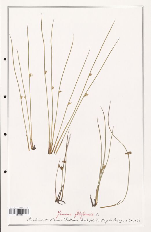 Juncus filiformis  (Juncaceae)