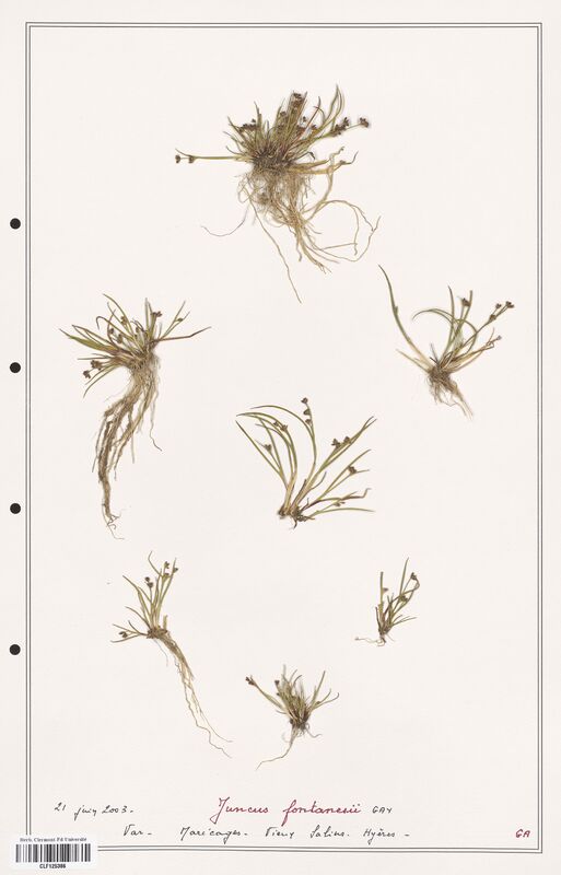 Juncus fontanesii  (Juncaceae)