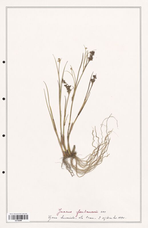 Juncus fontanesii  (Juncaceae)