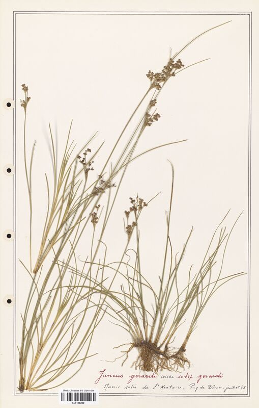 Juncus gerardi  (Juncaceae)