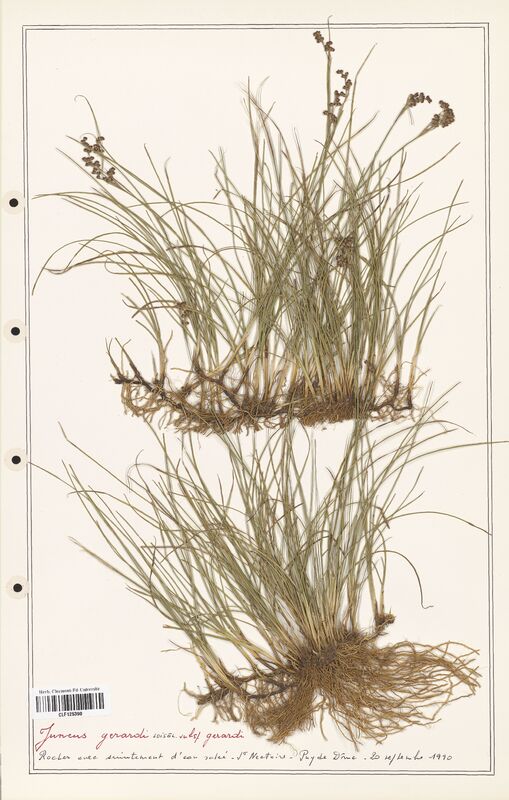 Juncus gerardi  (Juncaceae)