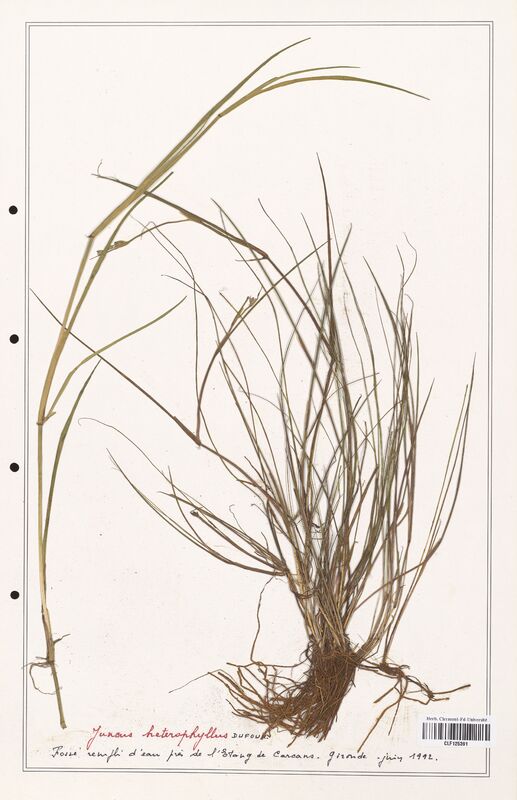 Juncus heterophyllus  (Juncaceae)