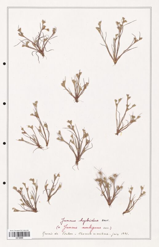 Juncus hybridus  (Juncaceae)