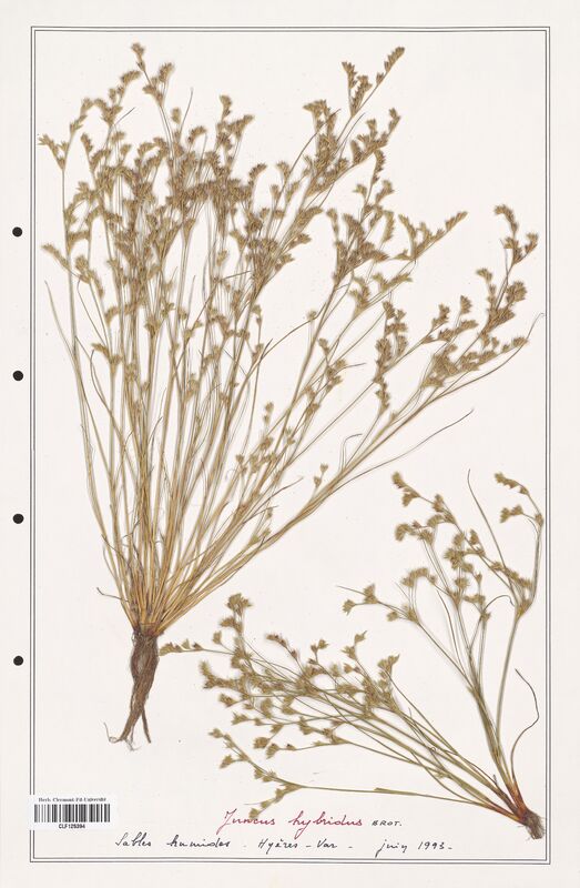 Juncus hybridus  (Juncaceae)