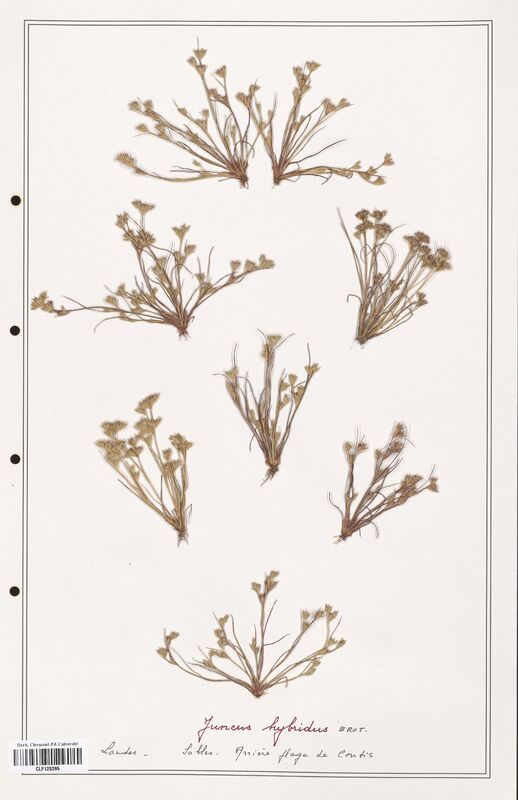 Juncus hybridus  (Juncaceae)