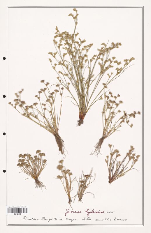 Juncus hybridus  (Juncaceae)