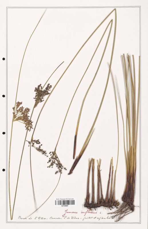 Juncus inflexus  (Juncaceae)