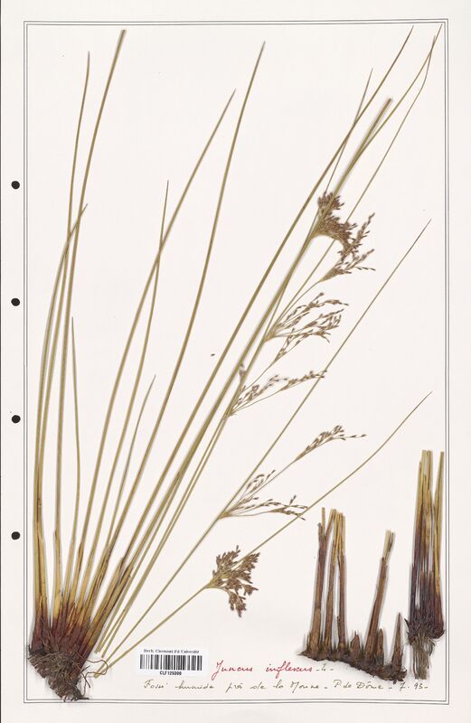 Juncus inflexus  (Juncaceae)