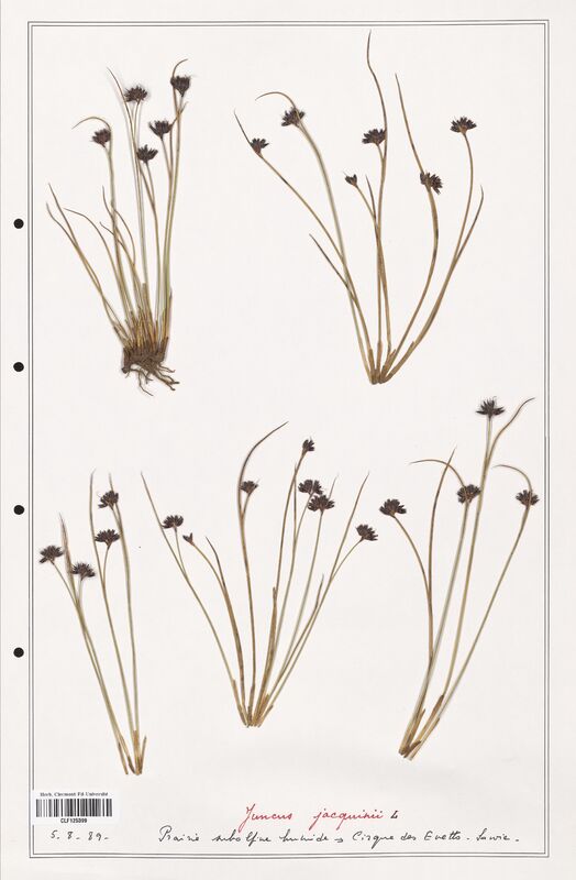 Juncus jacquinii  (Juncaceae)