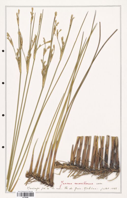 Juncus maritimus  (Juncaceae)