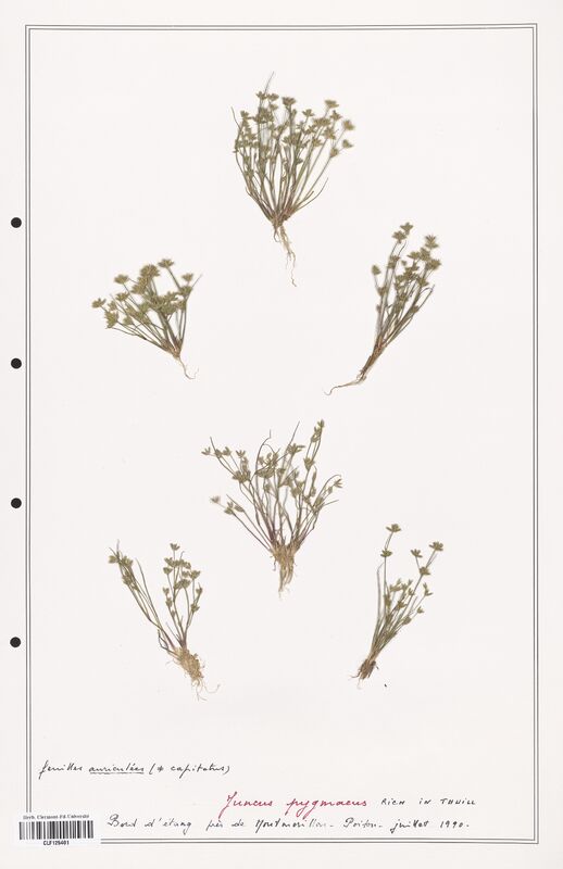 Juncus pygmaeus  (Juncaceae)