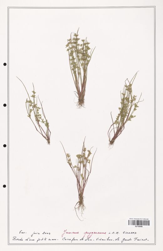 Juncus pygmaeus  (Juncaceae)