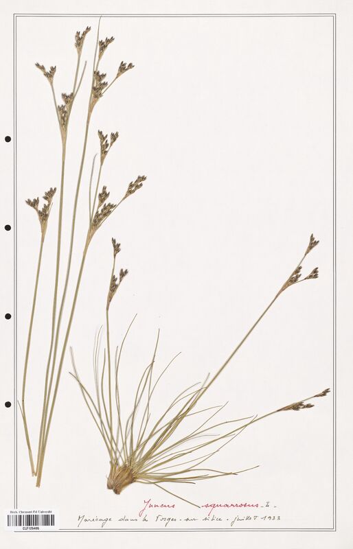 Juncus squarrosus  (Juncaceae)