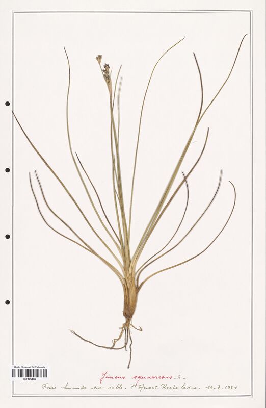 Juncus squarrosus  (Juncaceae)