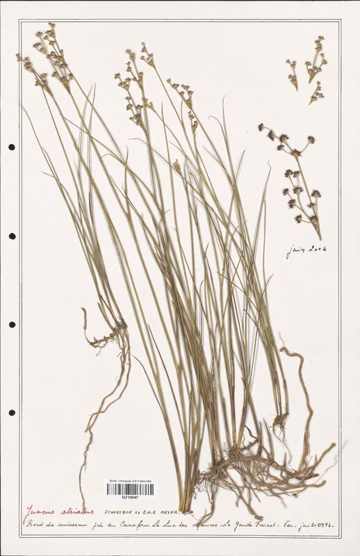 Juncus striatus  (Juncaceae)