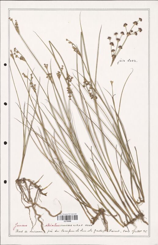 Juncus striatus  (Juncaceae)