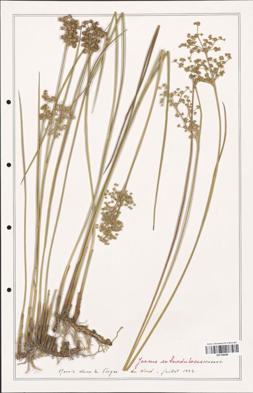 Juncus subuodulosus  (Juncaceae)