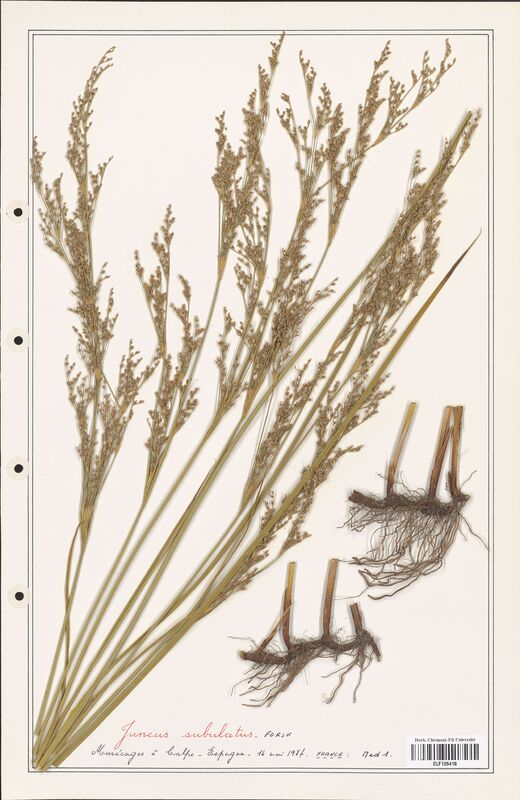 Juncus subulatus  (Juncaceae)