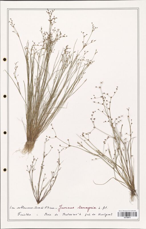 Juncus tenageia  (Juncaceae)