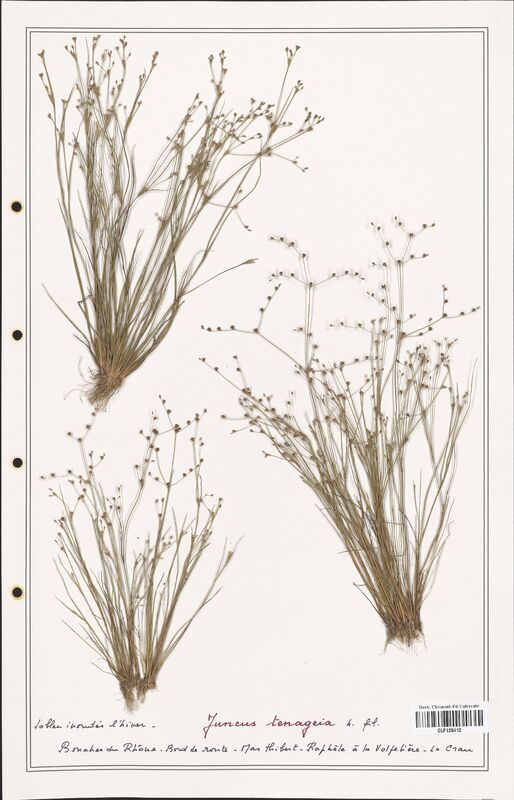 Juncus tenageia  (Juncaceae)