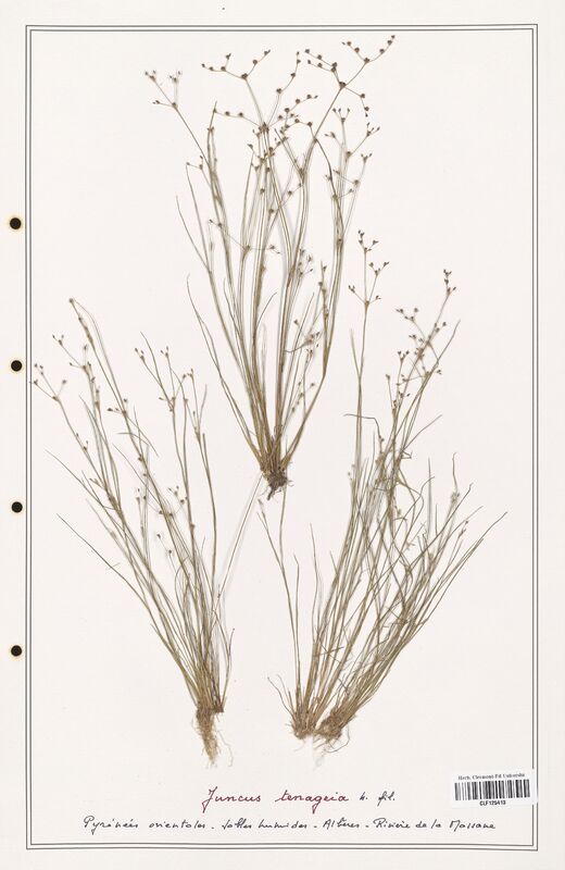 Juncus tenageia  (Juncaceae)
