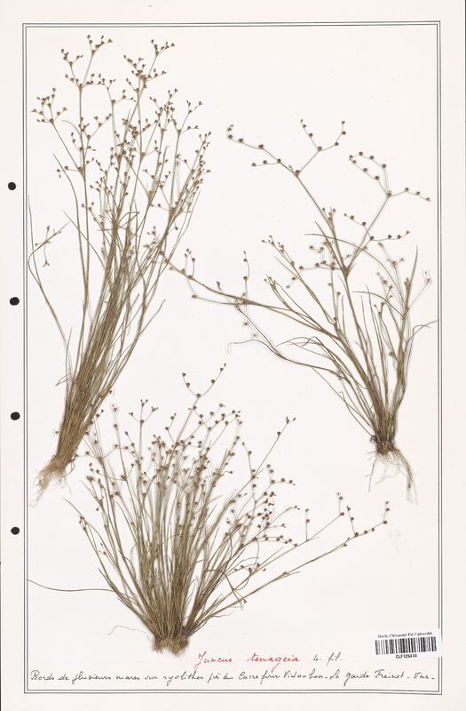 Juncus tenageia  (Juncaceae)