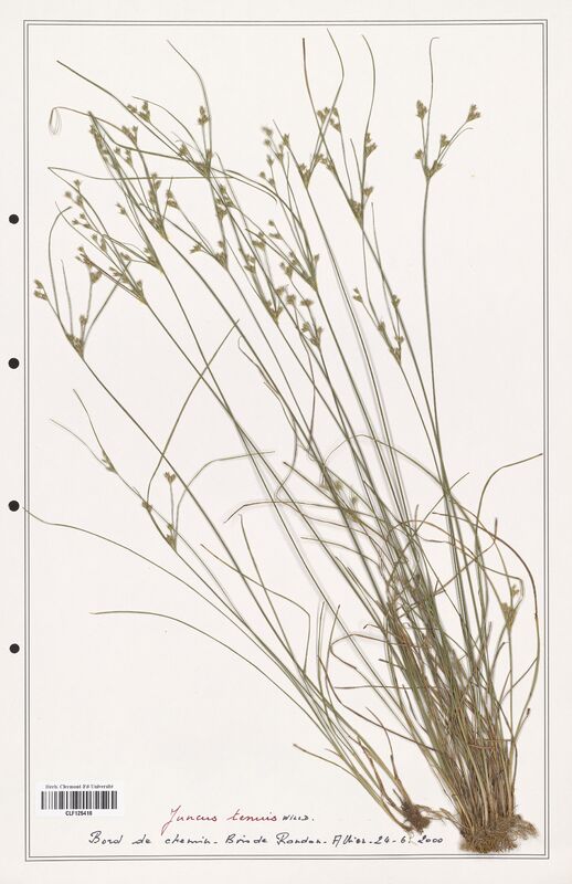 Juncus tenuis  (Juncaceae)