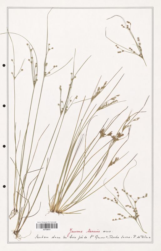 Juncus tenuis  (Juncaceae)