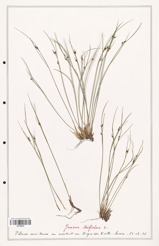 Juncus trifidus  (Juncaceae)