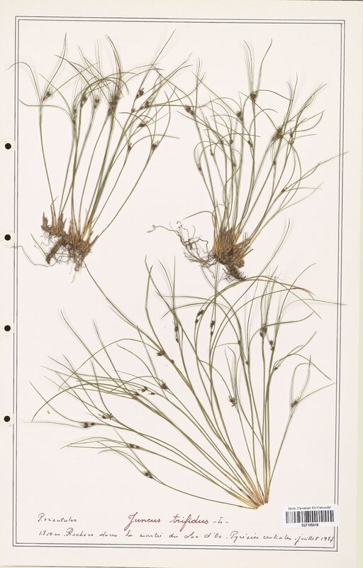 Juncus trifidus  (Juncaceae)