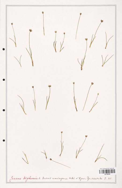 Juncus triglumis  (Juncaceae)