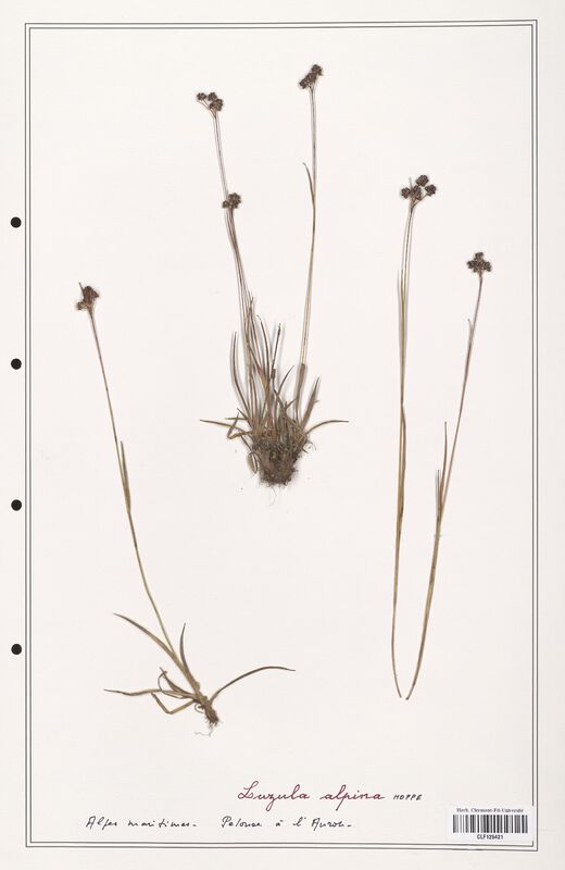 Luzula alpina  (Juncaceae)