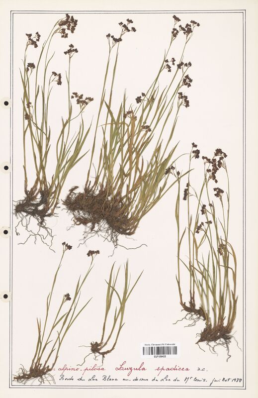 Luzula alpina  (Juncaceae)