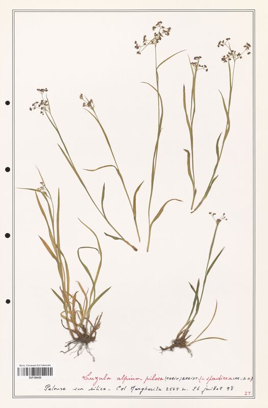 Luzula alpina  (Juncaceae)