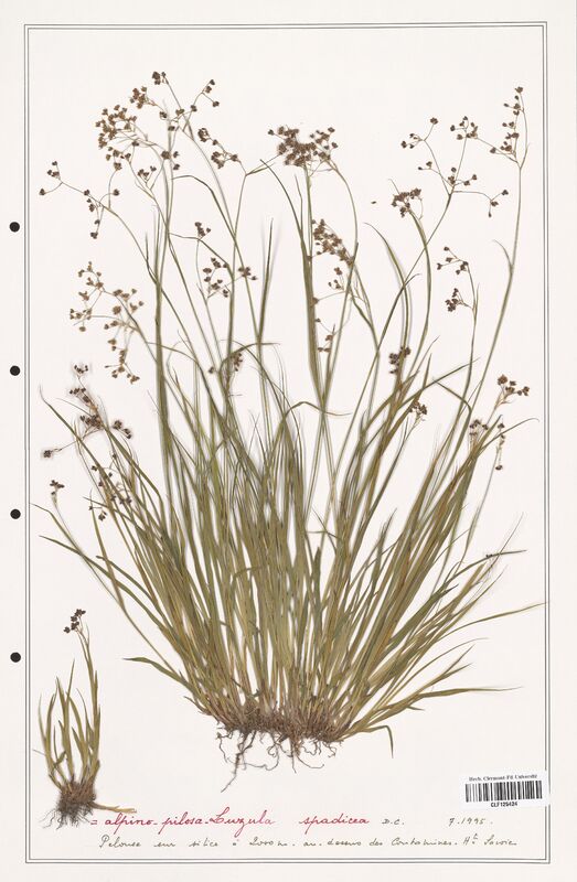 Luzula alpina  (Juncaceae)