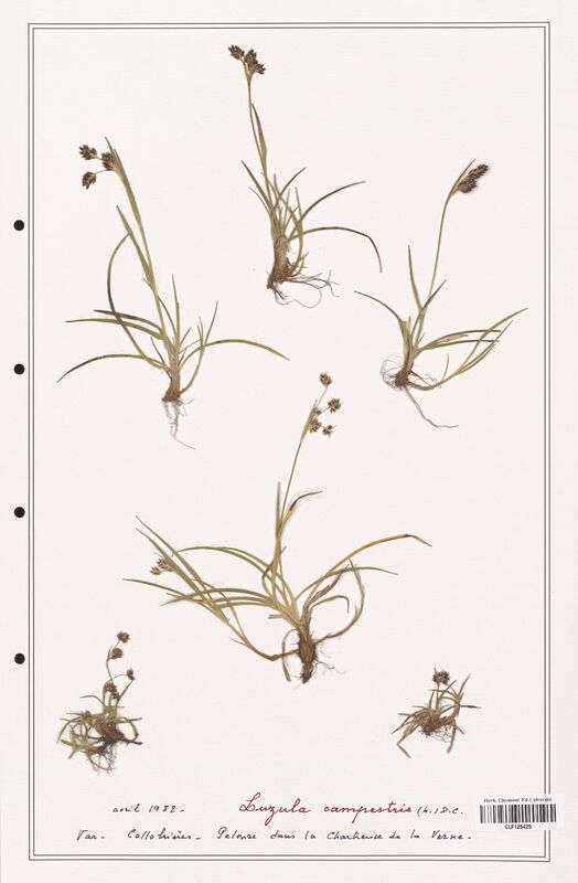 Luzula campestris  (Juncaceae)