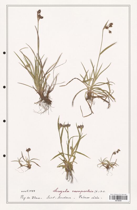 Luzula campestris  (Juncaceae)