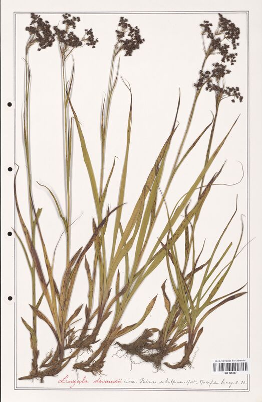 Luzula devauxii  (Juncaceae)