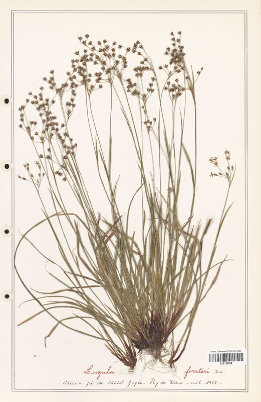 Luzula forsteri  (Juncaceae)