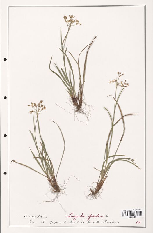 Luzula forsteri  (Juncaceae)