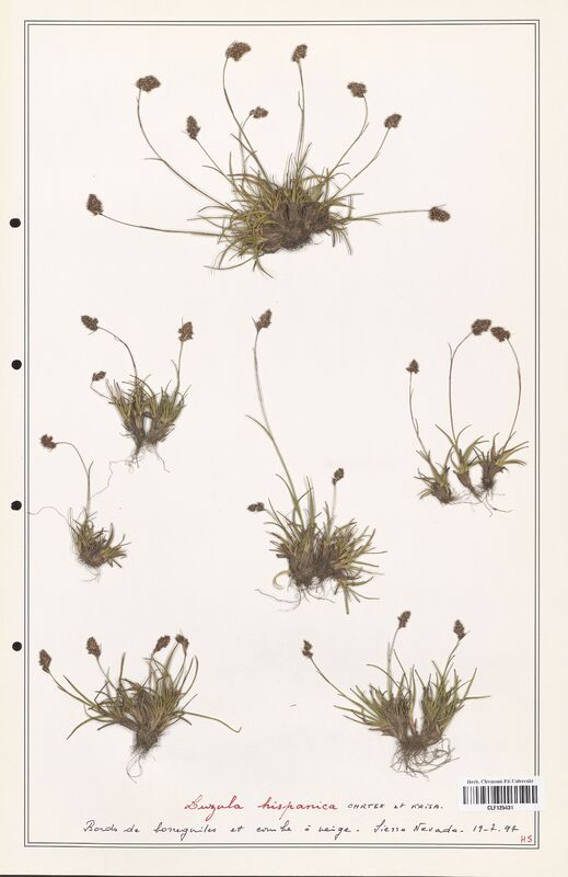 Luzula hispanica  (Juncaceae)