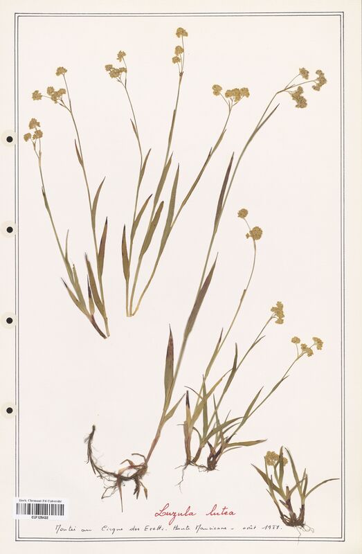 Luzula lutea  (Juncaceae)