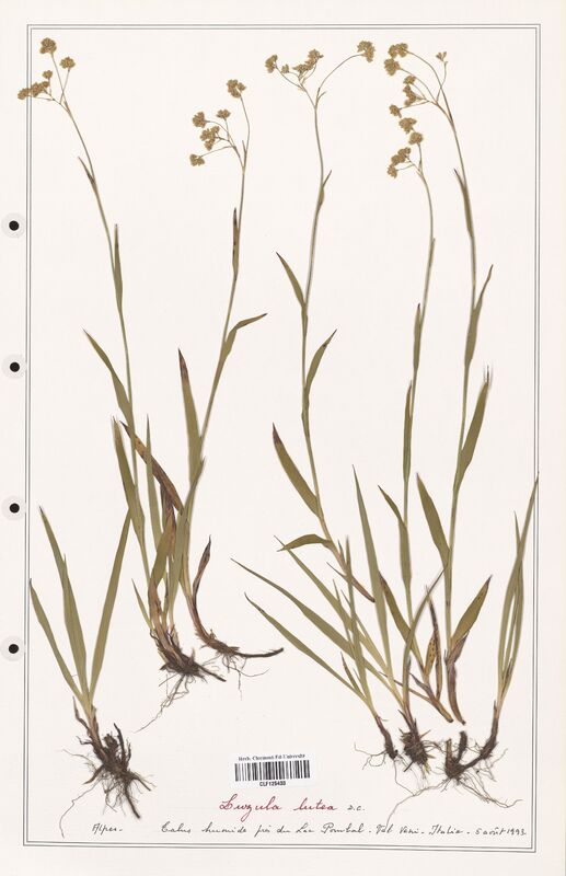 Luzula lutea  (Juncaceae)