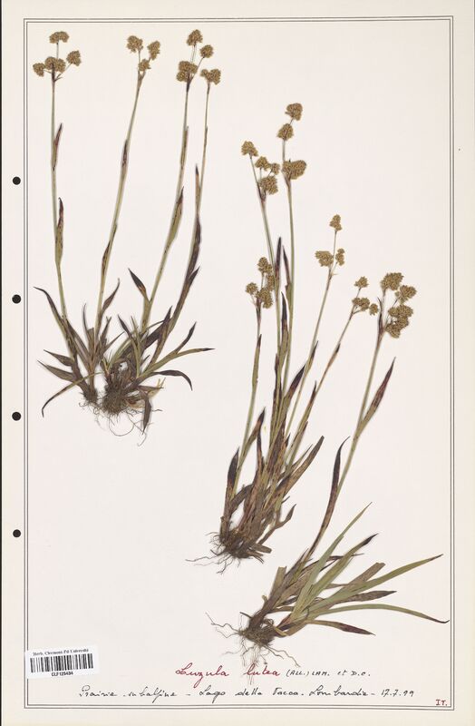 Luzula lutea  (Juncaceae)