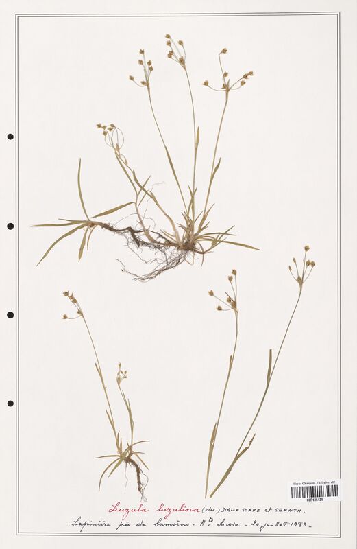 Luzula luzulina  (Juncaceae)