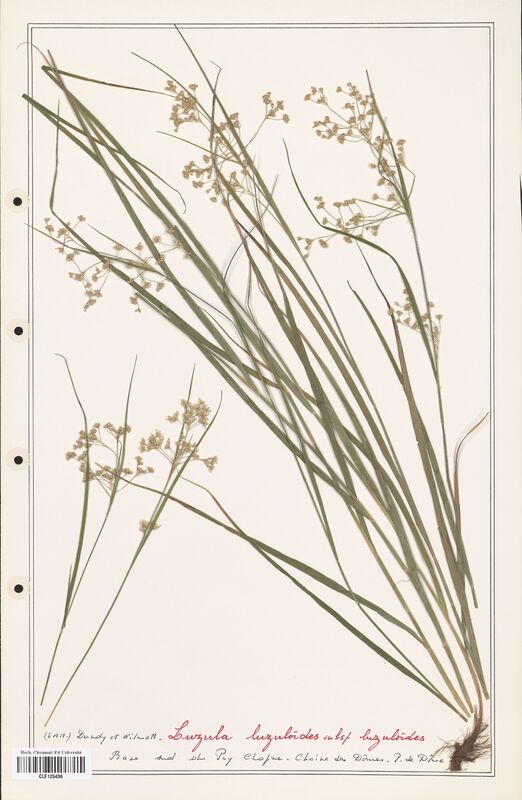 Luzula luzuloides  (Juncaceae)