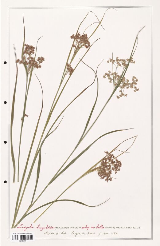 Luzula luzuloides  (Juncaceae)